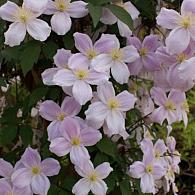 Clematis 'Pink Perfection'
