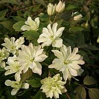 Clematis 'Primrose Star'