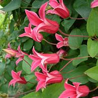 Clematis 'Princess Diana'
