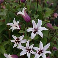 Clematis Princess Kate