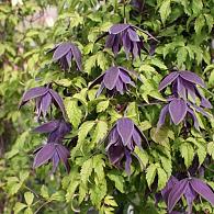 Clematis 'Purple Spider'