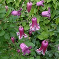 Clematis Queen Mother