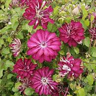 Clematis Red Passion