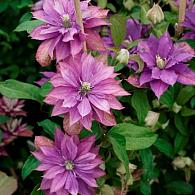 Clematis Rollercoaster
