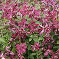 Clematis Rosalyn