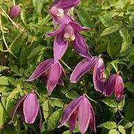 Clematis 'Ruby'