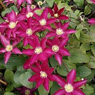 Clematis So Many Red Flowers