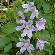 Clematis Star River