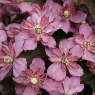 Clematis 'Sunrise'