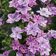 Clematis Super Cute