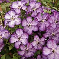 Clematis Super Nova