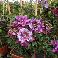 Clematis Temptation