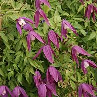 Clematis 'Violet Purple'