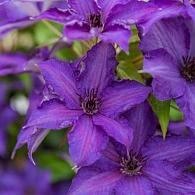 Clematis (A) Viva la Vida