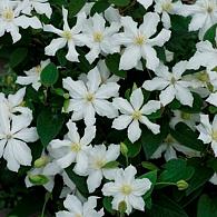 Clematis White Arabella