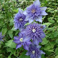 Clematis 'Multi Blue'
