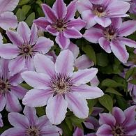Clematis 'Nelly Moser'