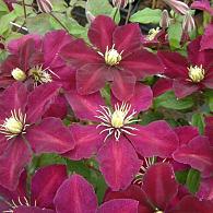 Clematis 'Niobe'