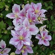 Clematis 'Piilu'