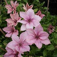 Clematis 'Pink Fantasy'