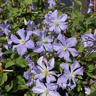 Clematis 'Prince Charles'