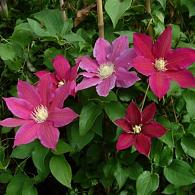 Clematis 'Red Pearl'