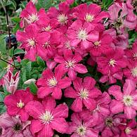 Clematis 'Remembrance'