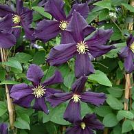 Clematis 'Romantika'