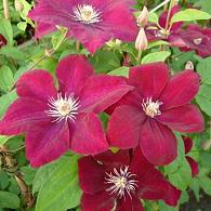 Clematis 'Rouge Cardinal'