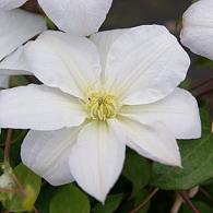 Clematis 'Shirayukihime'