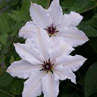 Clematis 'Snow Queen'
