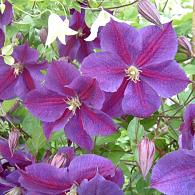 Clematis 'Star of India'