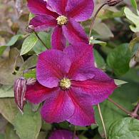 Clematis Star of Pakistan
