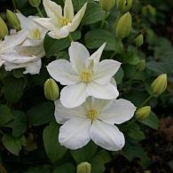 Clematis 'The Bride'