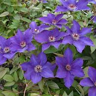 Clematis 'The President'