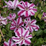 Clematis 'Tudor'