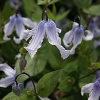 Clematis Twinkle