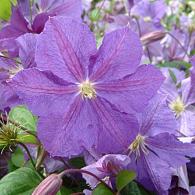 Clematis 'Victoria'