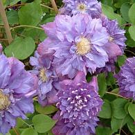 Clematis 'Vyvyan Pennell'