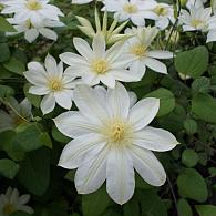 Clematis 'Wada's Primrose'