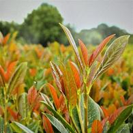 Prunus l. Titan