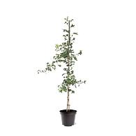 Ginkgo biloba