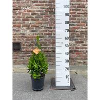 Laurus nobilis -Pyramid-
