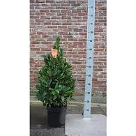 Laurus nobilis -Pyramid-