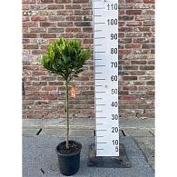 Laurus nobilis -Stem-
