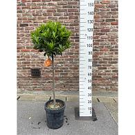 Laurus nobilis -Stem-