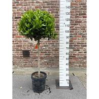 Laurus nobilis -Stem-