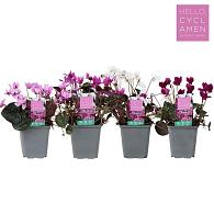 Cyclamen coum Winter mix