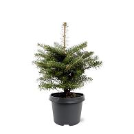 Abies koreana