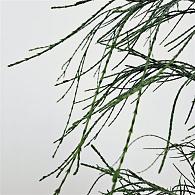 Chamaecyparis l. 'Drooping Solo'